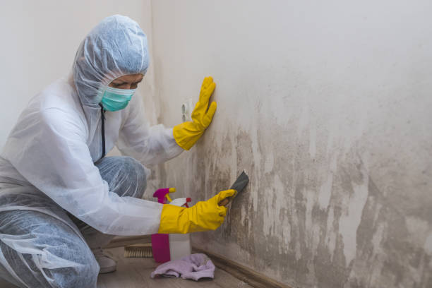 Dealing With Mold and Restoring Your Home or Business